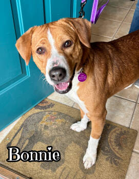 Rescue Foxhound and American Staffordshire Terrier Dogs for Adoption in Tulsa, Oklahoma - Bonnie | PetCurious