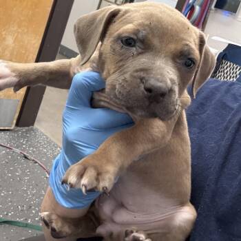Lilo -  Mixed Breed Dog for Adoption in Columbiana, Alabama - Lilo | PetCurious