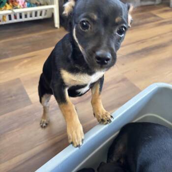 Chihuahua and Jack Russell Terrier Dogs Available for Adoption in Deming, New Mexico - Dash | PetCurious