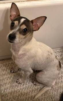 Rescue Chihuahua and Rat Terrier Dogs for Adoption in Redondo Beach, California - Zaida | PetCurious