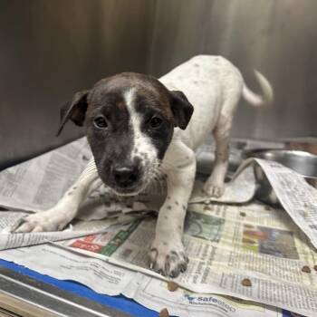 Terrier Dogs Available for Adoption - Serenity | PetCurious