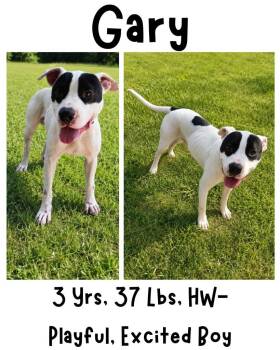 Gary (Oliver) -  American Bulldog Dog for Adoption in Albany, Georgia - Gary (Oliver) | PetCurious