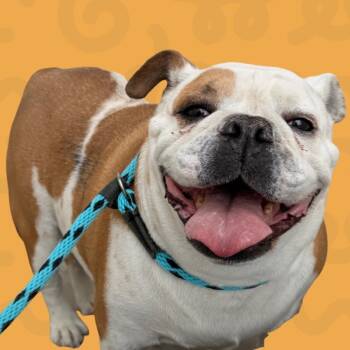 Baddie -  English Bulldog Dog for Adoption in Reno, Nevada - Baddie | PetCurious