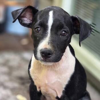 Caroline Forbes -  Mixed Breed Dog for Adoption in Charleston, West Virginia - Caroline Forbes | PetCurious