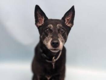 Bear -  Australian Cattle Dog Blue Heeler and Terrier Dog for Adoption in Golden Valley, Minnesota - Bear | PetCurious