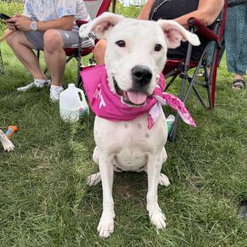 Joy -  Pit Bull Terrier Dog for Adoption in Crystal Lake, Illinois - Joy | PetCurious