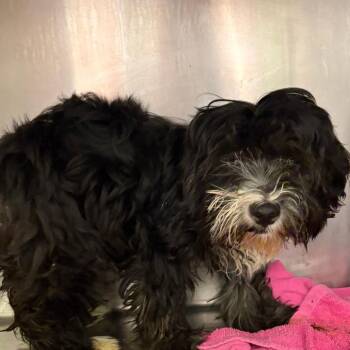 Tunisia -  Maltese and Miniature Poodle Dog for Adoption in Austin, Texas - Tunisia | PetCurious