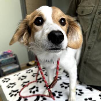 Mixed Breed Dogs Available for Adoption - Bluebell | PetCurious
