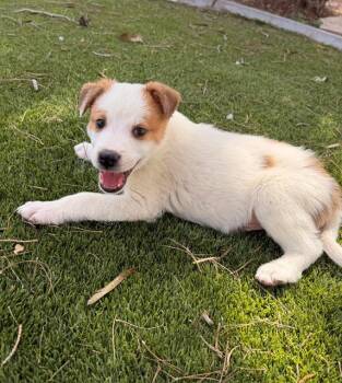 Terrier and Mixed Breed Dogs Available for Adoption in Henderson, Nevada - Funyon | PetCurious