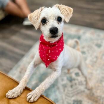 Mopsey Topsey the Sassafrass Sweetheart -  Shih Tzu and Lhasa Apso Dog for Adoption in Friendswood, Texas - Mopsey Topsey The Sassafrass Sweetheart | PetCurious