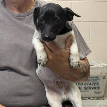 Jack Russell Terrier Dogs Available for Adoption in Washington, District Of Columbia - Birchwood | PetCurious