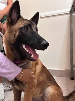 Daisy -  Belgian Shepherd Malinois Dog for Adoption in Lockhart, Texas - Daisy | PetCurious