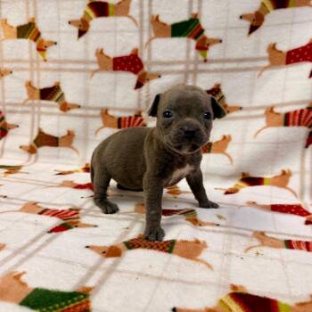 Minced Garlic -  Pit Bull Terrier and Mixed Breed Dog for Adoption in Allentown, Pennsylvania - Minced Garlic | PetCurious