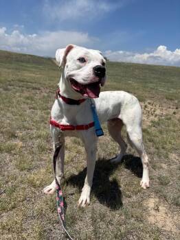 Evander -  Boxer and Mixed Breed Dog for Adoption in Fort Collins, Colorado - Evander | PetCurious