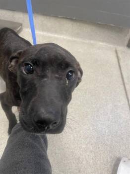 Plott Hound and Pit Bull Terrier Dogs Available for Adoption in Tallahassee, Florida - TACKY | PetCurious