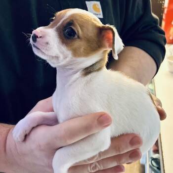Bunsen -  Mixed Breed Dog for Adoption in Madison, Wisconsin - Bunsen | PetCurious