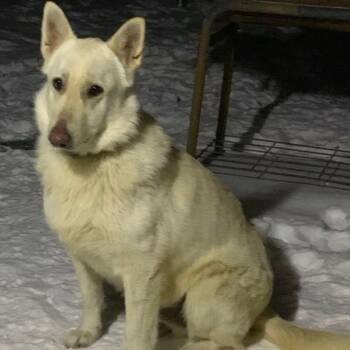 Mixed Breed Dogs Available for Adoption in Memphis, Tennessee - PRINCE | PetCurious