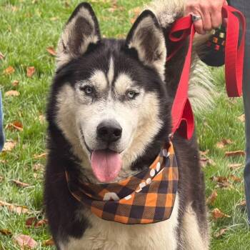 Guyliner -  Husky Dog for Adoption in Buffalo, New York - Guyliner | PetCurious