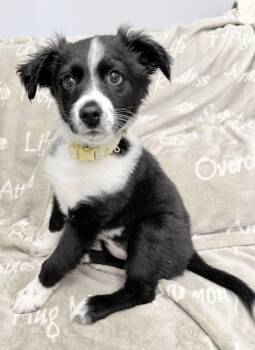 Border Collie Dogs Available for Adoption - Marv | PetCurious
