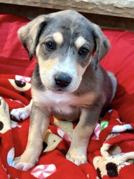 Rescue Catahoula Leopard Dog Dogs for Adoption in Orland Park, Illinois - Zara | PetCurious