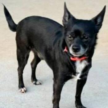 Mixed Breed Dogs Available for Adoption in Wantagh, New York - Oso | PetCurious