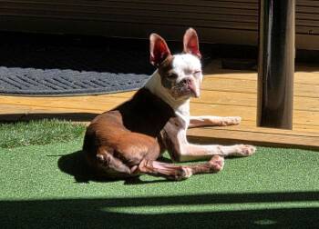 Boston Terrier Dogs Available for Adoption in Jackson, Tennessee - River | PetCurious