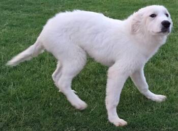 Chuck -  Great Pyrenees Dog for Adoption in Larkspur, Colorado - Chuck | PetCurious
