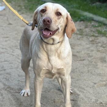 Rescue Labrador Retriever and Pointer Dogs for Adoption in Morristown, New Jersey - Naola | PetCurious