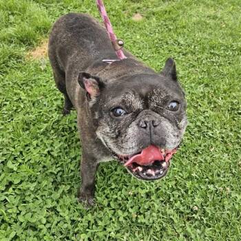MARIA -  French Bulldog Dog for Adoption in Camarillo, California - MARIA | PetCurious