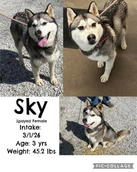 Husky Dogs Available for Adoption - Sky | PetCurious