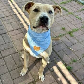 Rescue American Staffordshire Terrier Dogs for Adoption in Pittsburgh, Pennsylvania - Hudson (Clark) | PetCurious