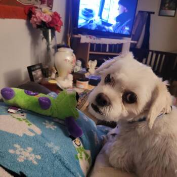 Jackson -  Shih Tzu and Maltese Dog for Adoption in Rochester, Minnesota - Jackson | PetCurious