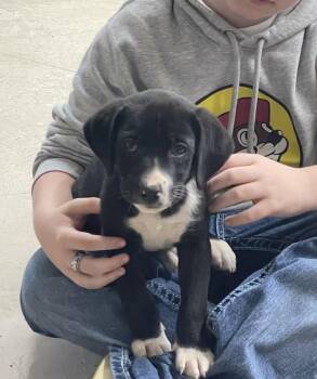 Labrador Retriever and Mixed Breed Dogs Available for Adoption in Broomfield, Colorado - Connollyye / Jolly | PetCurious