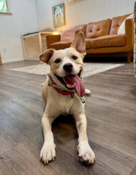 Corgi and Labrador Retriever Dogs Available for Adoption in Friendswood, Texas - Joey Jolly The Short King Superstar | PetCurious
