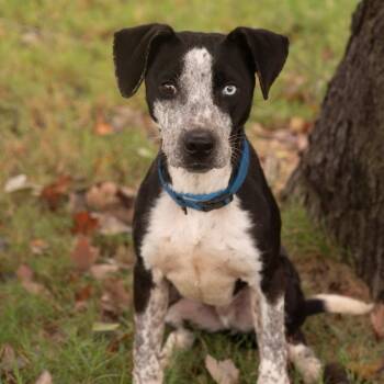 BLUE -  Cattle Dog Dog for Adoption in Southaven, Mississippi - BLUE | PetCurious