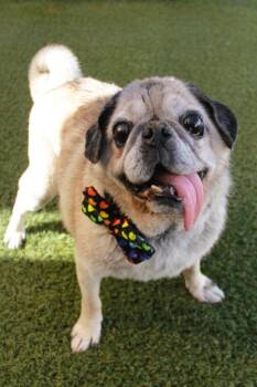 Holmes -  Pug Dog for Adoption in Gardena, California - Holmes | PetCurious