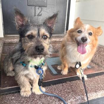 Henry -  Terrier and Mixed Breed Dog for Adoption in San Francisco, California - Henry | PetCurious