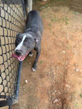 Murphy -  Mixed Breed Dog for Adoption - Murphy | PetCurious