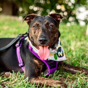 Cayenne -  Mixed Breed Dog for Adoption in Nashville, Tennessee - Cayenne | PetCurious