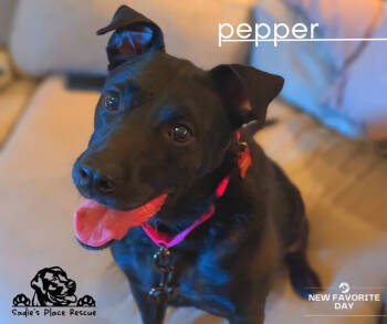 Rescue Labrador Retriever Dogs for Adoption in Emory, Texas - Pepper | PetCurious