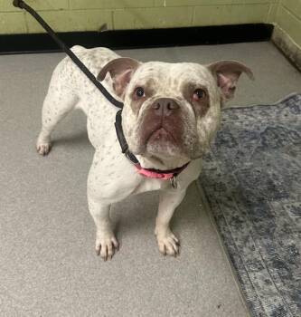 American Bulldog Dogs Available for Adoption in Indianapolis, Indiana - KARMA ANN | PetCurious