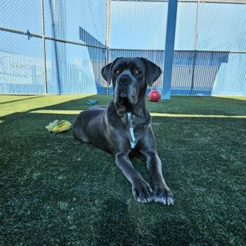 Rescue Mastiff Dogs for Adoption in Las Vegas, Nevada - Athena | PetCurious