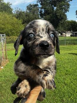 Dumplin -  Australian Shepherd and Australian Cattle Dog Blue Heeler Dog for Adoption in Indian Springs Village, Alabama - Dumplin | PetCurious