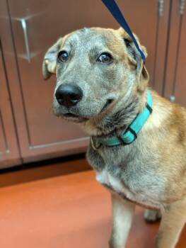 Rescue Mixed Breed Dogs for Adoption in Douglasville, Georgia - Judge | PetCurious