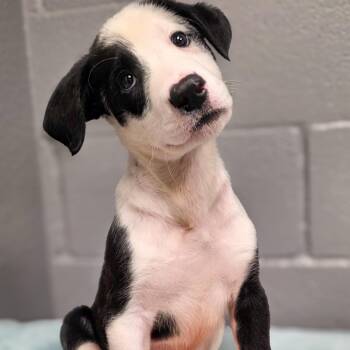 Panda -  Border Collie Dog for Adoption in Gainesville, Texas - Panda | PetCurious