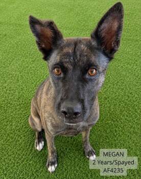 Megan -  German Shepherd Dog and Belgian Shepherd Malinois Dog for Adoption - Megan | PetCurious