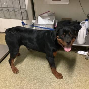 IVHS-Stray-142739 -  Rottweiler Dog for Adoption in San Gabriel, California - IVHS-Stray-142739 | PetCurious