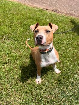 Rescue American Bully Dogs for Adoption in Oxford, Mississippi - Strawberry | PetCurious