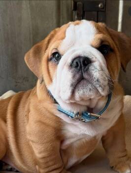 Pingpong -  English Bulldog Dog for Adoption in San Antonio, Texas - Pingpong | PetCurious