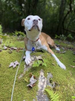 Mixed Breed Dogs Available for Adoption in Chamblee, Georgia - Angel Mist-IN FOSTER | PetCurious